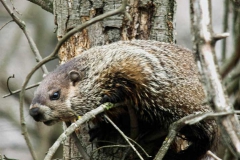 Wildlife - Honorable mention: Thomas Gorman, Groundhog