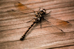 Wildlife - Second place: Mary Kate Duffy, Dragonfly
