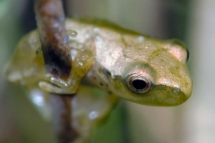 Wildlife - First place: Robert Lin, Spring Peeper