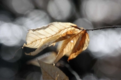 Plants - Honorable mention: Margaret Whiting, Leaf