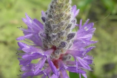 Plants - Second place: Dorothy Smullen, Pickerel Weed