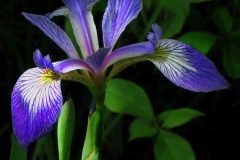 Plants - First place: Marianne Ofenloch, Flag of the Great Swamp