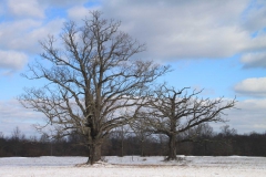 Landscape - First place: T.C. Chiang, Sentinels – A Pair of Trees