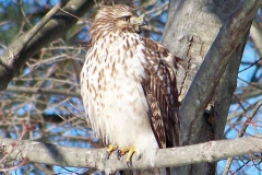 Birds - Honorable mention: Jim Mulvey, Juvenile Red-shouldered Hawk