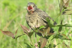 Birds - Second place: Christine Barton, Baby bird