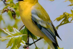 Birds - First place: Robert Lin, Blue Winged Warbler