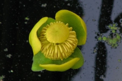 Plants (and non-plant organisms) - Second Place: Michele Budd