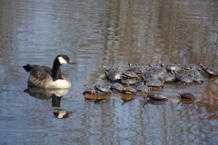 Wildlife (other than birds) - Honorable Mention: John Deep