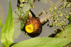 Wildlife (other than birds) - Second Place: Dan Dugan