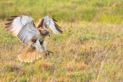 Birds - First Place: David Kenny