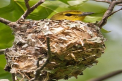 Birds - Honorable Mention: Robert Lin