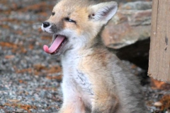 Wildlife (other than birds) - First Place: Jim Mulvey