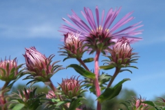 Plants (and non-plant organisms) - First Place: Allyson O'Connor