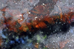 Plants (and non-plant organisms) - Honorable Mention: Ginnie Scott