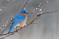 Birds - Second Place: Larry West