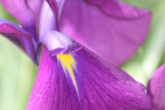 Plants - Second Place: Judi DiMaio