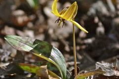 Plants - Honorable Mention: Judy Gorab