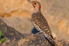 Birds - First Place: Chuck Hantis