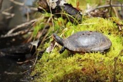Wildlife - Honorable Mention: Kevin Ladny
