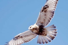 Birds - Second Place: Robert Lin