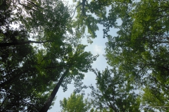 Youth: Dennis Moynihan