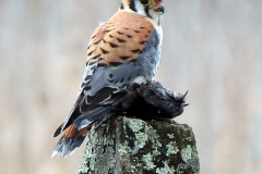 Birds - Honorable Mention: Jim Mulvey