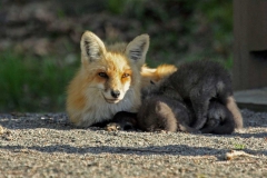 Wildlife - Second Place: Margaret Whiting