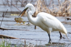 Birds - Third Place: T.C. Chiang