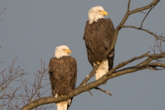 Birds - Second Place: Chuck Hantis
