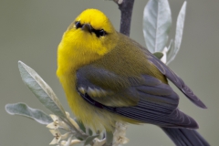 Birds - First Place: Robert Lin