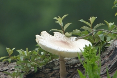 Plants - First Place: Susan Hunt