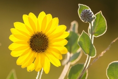 Plants - Second Place: David Kenny