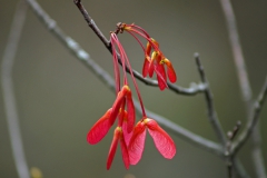 Plants - Honorable Mention: Gay Raab