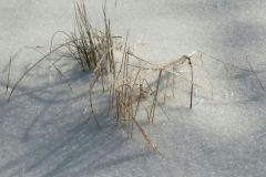 Wilderness - First Place: Judi DiMaio