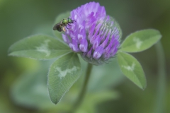 Wilderness - Honorable Mention: Carol Duffy