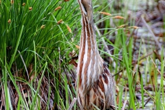 Wilderness - Second Place: Jim Mulvey