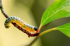 Wildlife - First Place: Kurt Chiappone