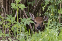 Wildlife - Second Place: Jim Duffy