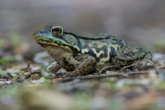 Wildlife - Honorable Mention: Mike Duffy