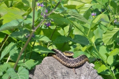 Youth: Madison Kenny