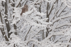 Best of Youth: Ashleigh Scully