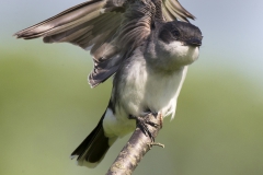 Birds - Second place: Jim Duffy