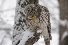Birds - First place: Chuck Hantis