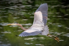 Birds - Honorable mention: Dorota Jansiewicz