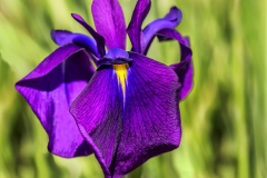 Plants - Second place: Carol Duffy