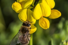 Plants - First place: Maureen Duffy
