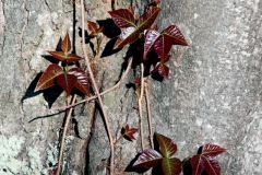 Plants - Honorable mention: Margaret Whiting