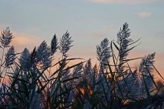 Wilderness - Second place: Gay Raab