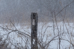 Wilderness - Honorable mention: Robert Stapperfenne