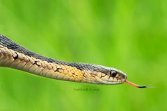 Wildlife - First place: Carol Duffy